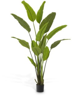 Strelitzia M műnövény zöld