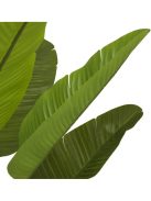 Strelitzia M műnövény zöld