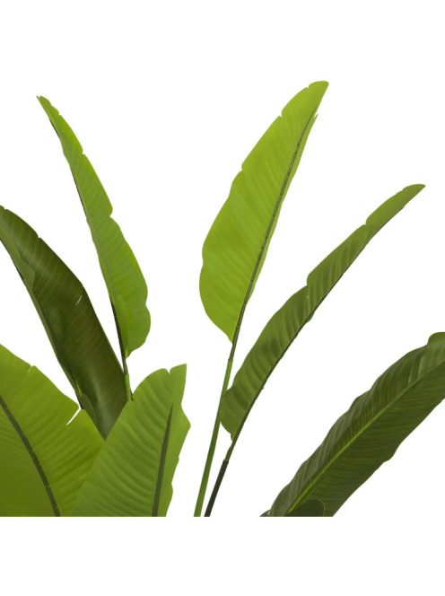 Strelitzia M műnövény zöld