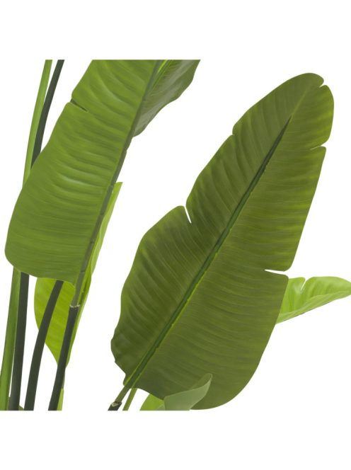 Strelitzia M műnövény zöld