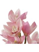 Cymbidium orchidea csokor rózsaszín és barack árnyalatokkal, igazi érintés 36 db/2 fajta