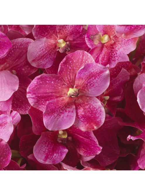 Vanda orchidea csokor rózsaszín, igazi tapintású 24 db