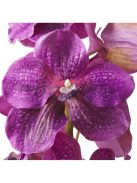 Vanda orchidea csokor fukszia igazi tapintású 24 db