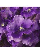 Vanda orchidea csokor lila, igazi tapintású 24 db