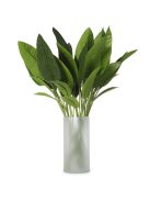 Strelitzia levelek kötege 36 db