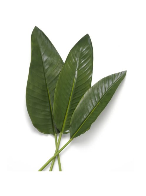 Strelitzia levelek kötege 36 db
