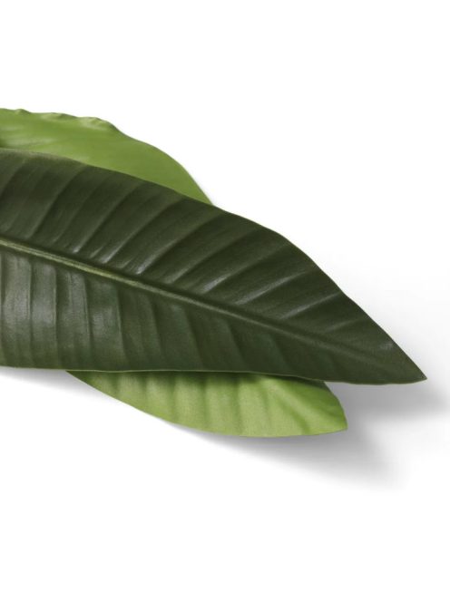 Strelitzia levelek kötege 36 db